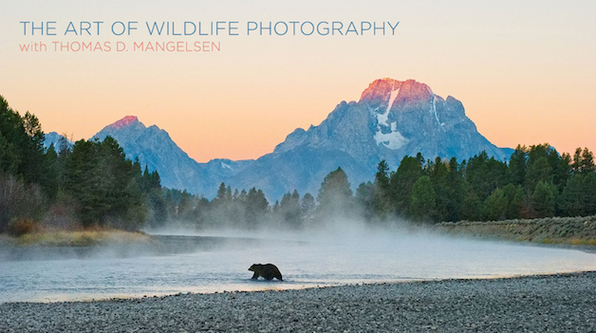 The Art of Wildlife Photography Photo Contest