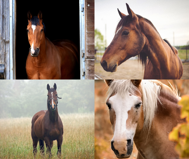 Horse Fever Photo Contest