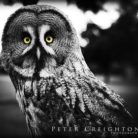 petercreighton avatar