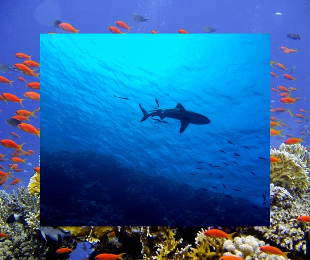 Fun Underwater Photo Contest