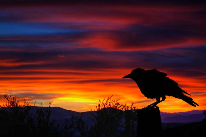 A crow at Sunset