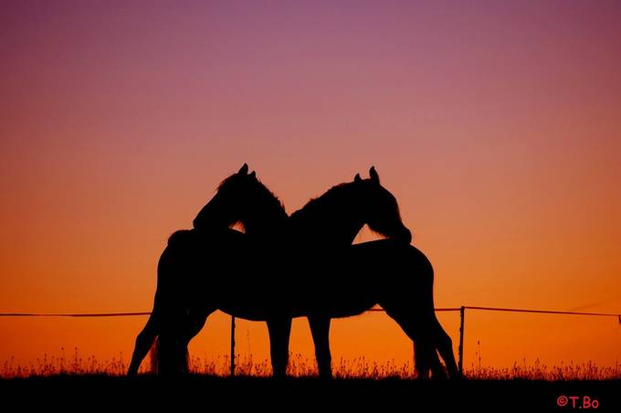 Horses in Love by Celtic - The Art of the Silhouettes Photo Contest
