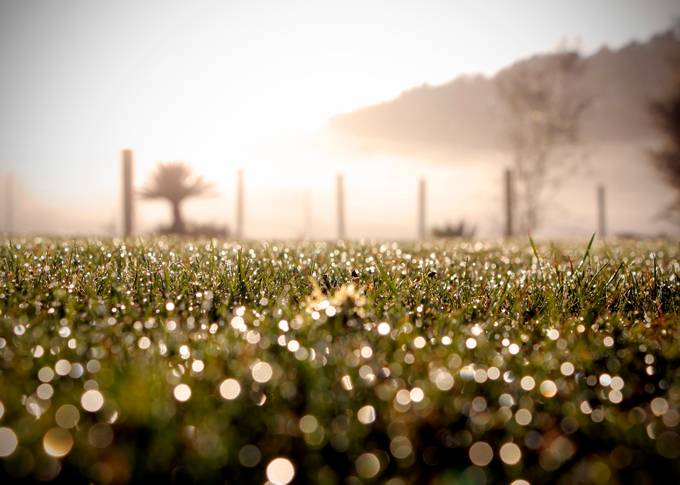 Early Morning Dew by LeahStewart - Gardens Photo Contest
