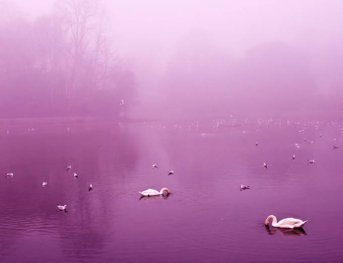 purple pond by lisawiza