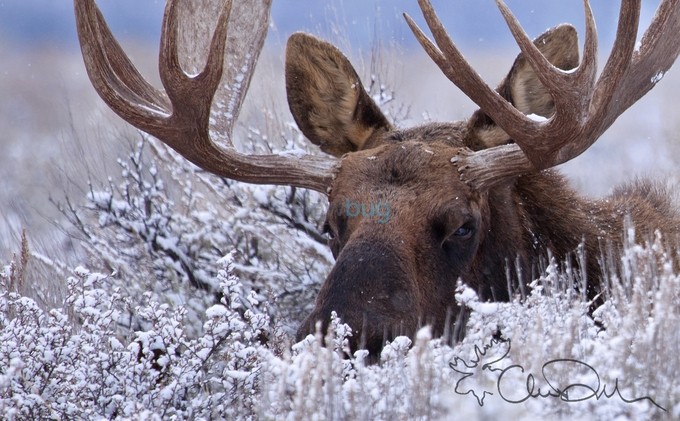 Moose in a Light Winter