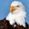 eagle143 avatar