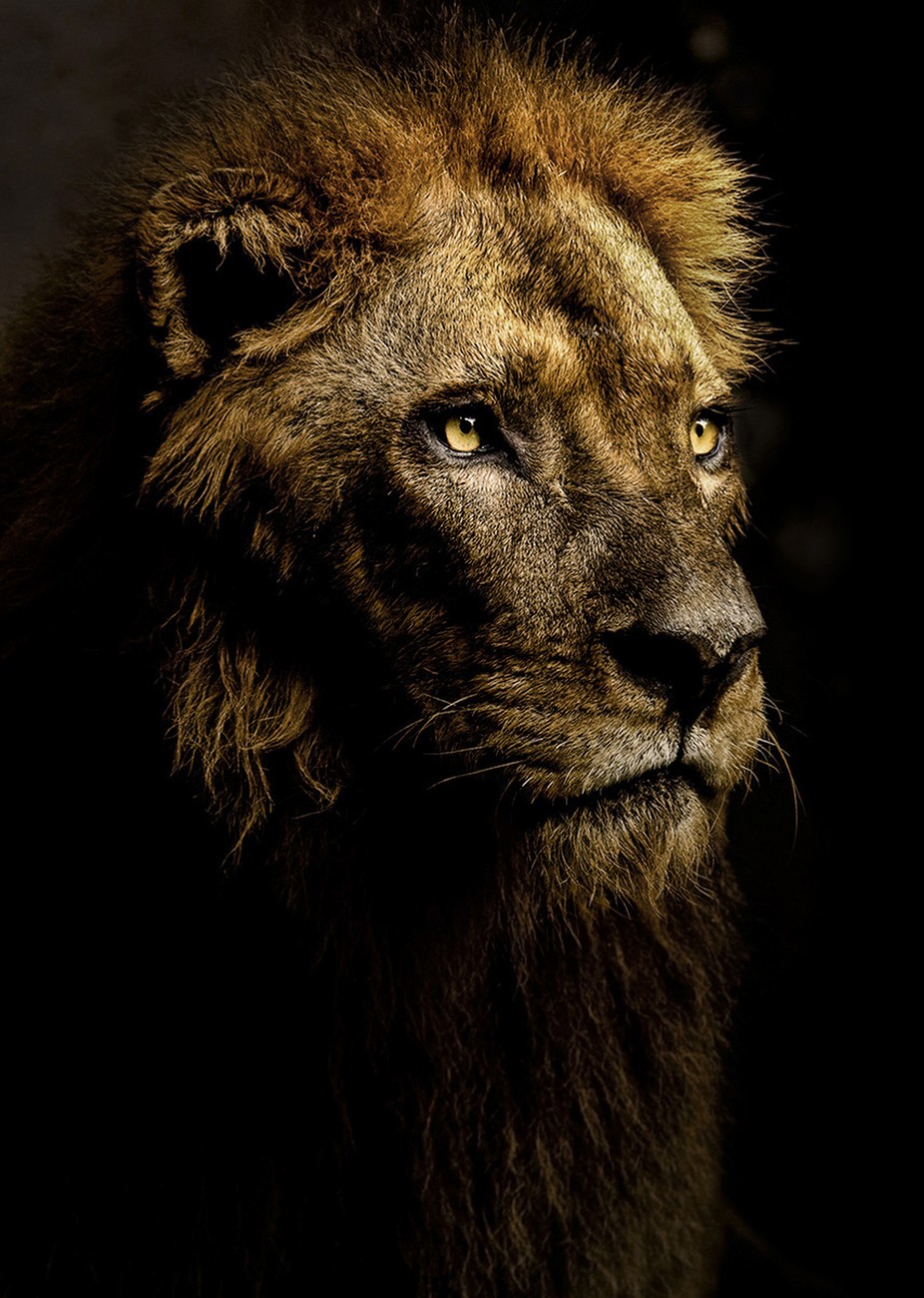 Lion in the Shadows by stephanieswartz - Wildlife Photo Contest 2017