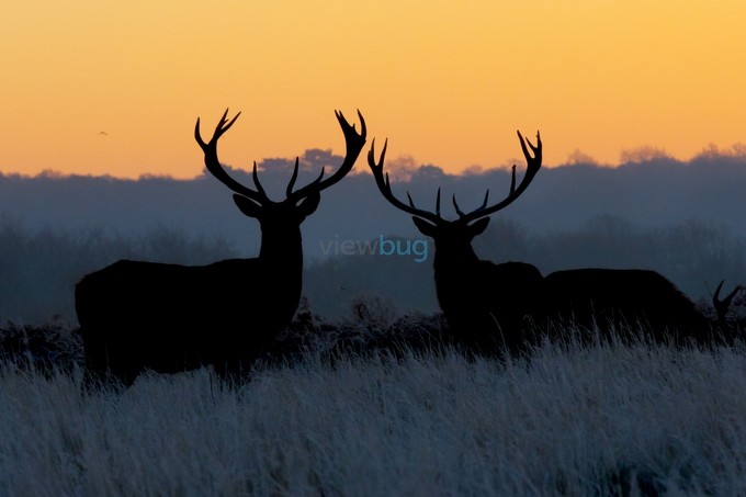 Two Stags by iesphotos - Two Is Better Than One Photo Contest