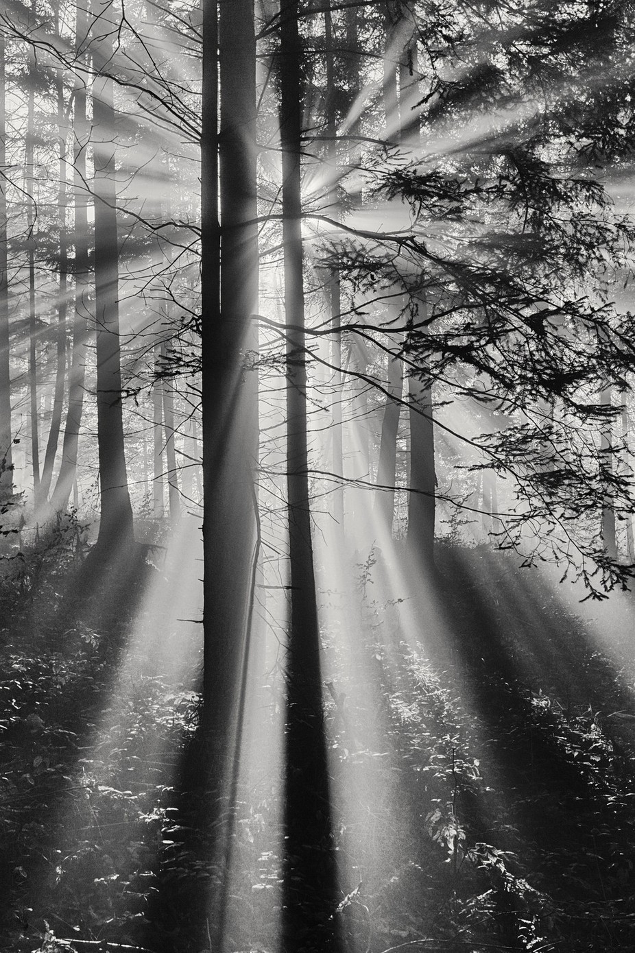 Sunshine Forest by HenrikSpranz - The Light Through The Trees Photo Contest