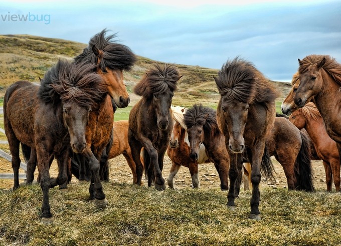 With the wind in your face by TomasTar - Herds Photo Contest