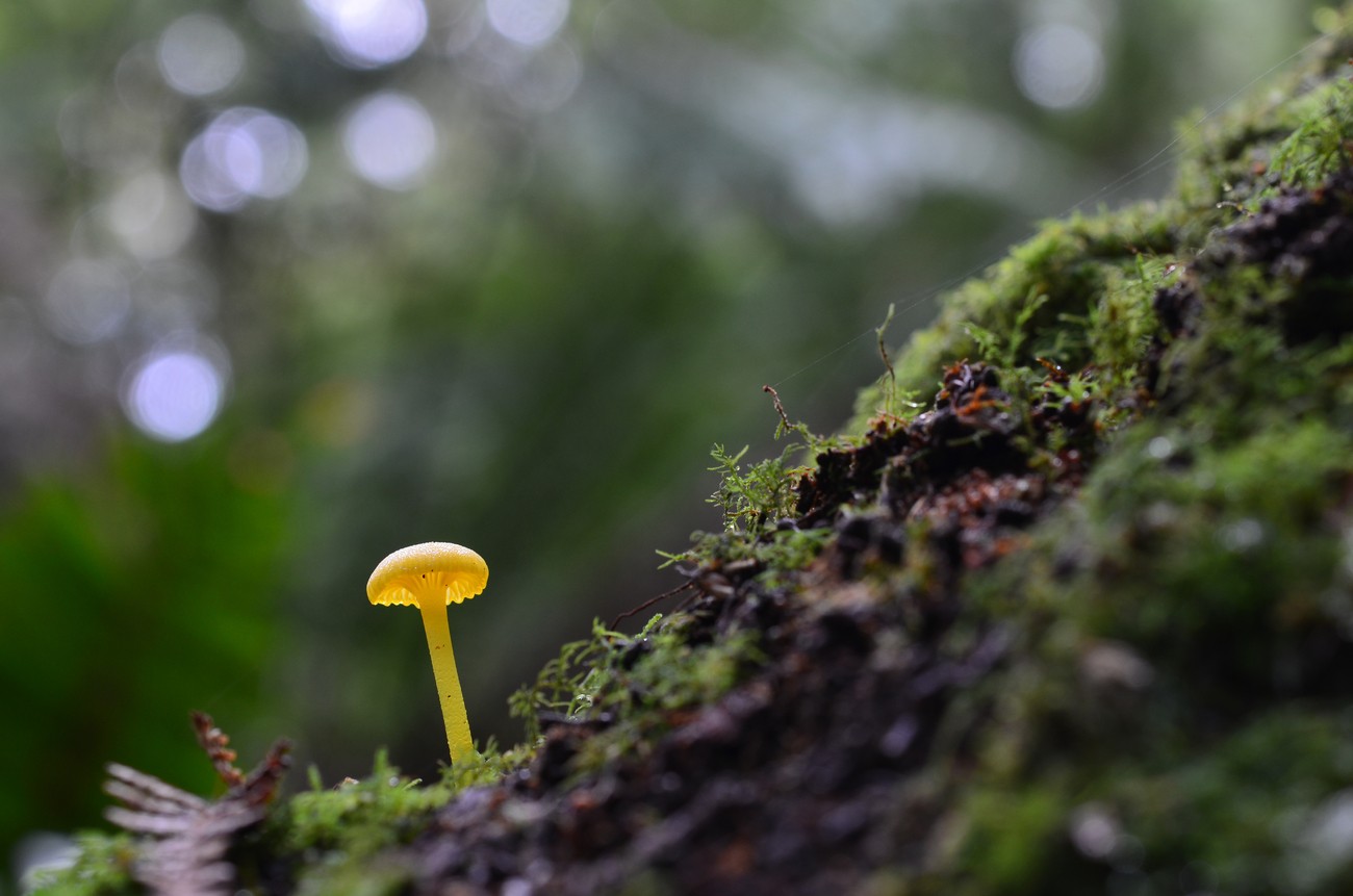Behind The Lens With glendamaree - photo little yellow mushroom