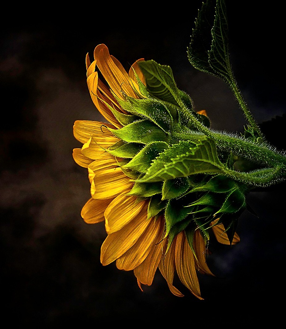 sunflower by caroleann1947 - 800 Dramatic Flowers Photo Contest