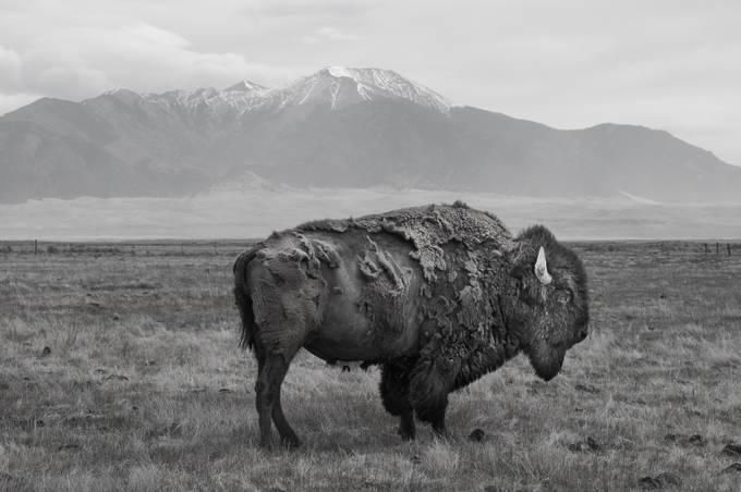 B&W Bison 02 - by LCdutch - Monochrome Wildlife Photo Contest