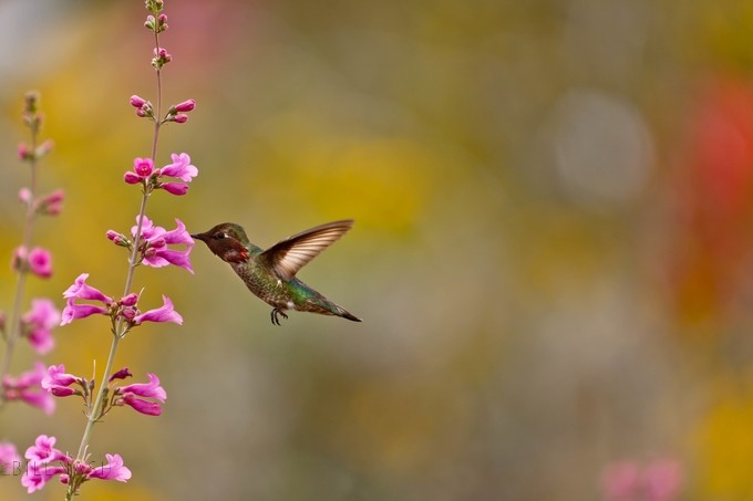 17 Stunning Photos of Hummingbirds by Awesome ViewBug Members