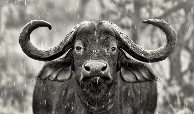 Cape Buffalo in Rain by joeKilanowski - Front And Center Photo Contest