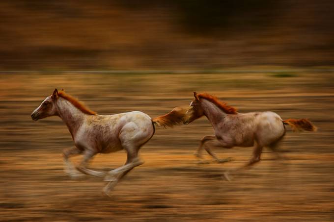 Running Free by Silversldr - Following The Subject Photo Contest