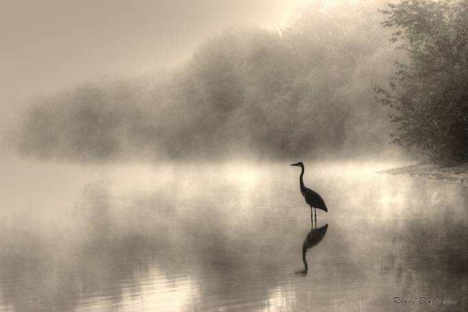 Patience Is A Virtue by randybenzie - Bird Silhouettes Photo Contest