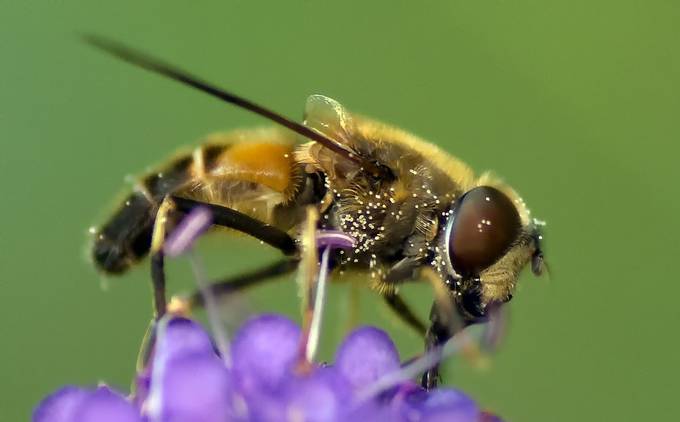 Bee 3 by Bob-Riach - Flies and Bees Photo Contest