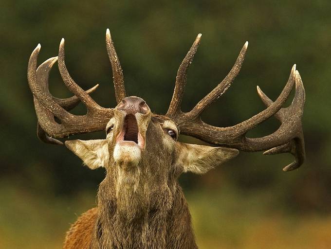 StagHead by rogerstelfox - 500 Animal Horns Photo Contest