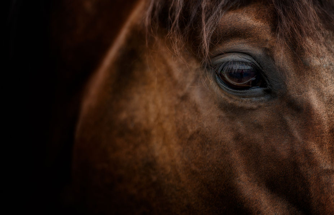 Eye of the Horse by lynnwiezycki