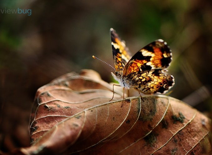 Phaon Crescent by MaryAnnAndrews - Macro Butterflies Photo Contest