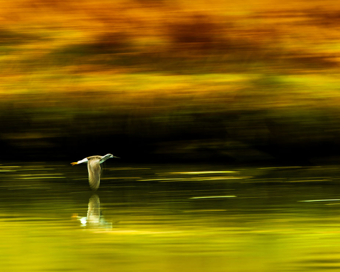 Flying Home above Still Waters by gldosa - Panning Photography Contest
