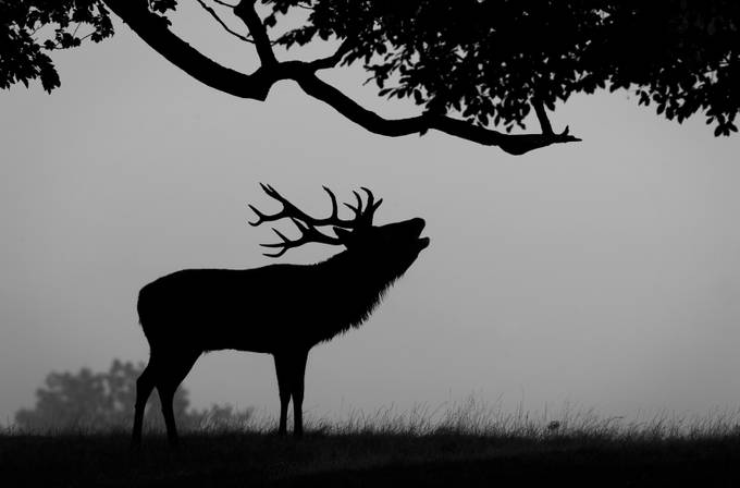 STAG CAMEO by Roger Stelfox by rogerstelfox - Wildlife Silhouettes Photo Contest