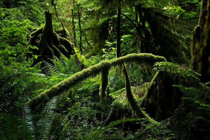 Rainforests Photo Contest Winners