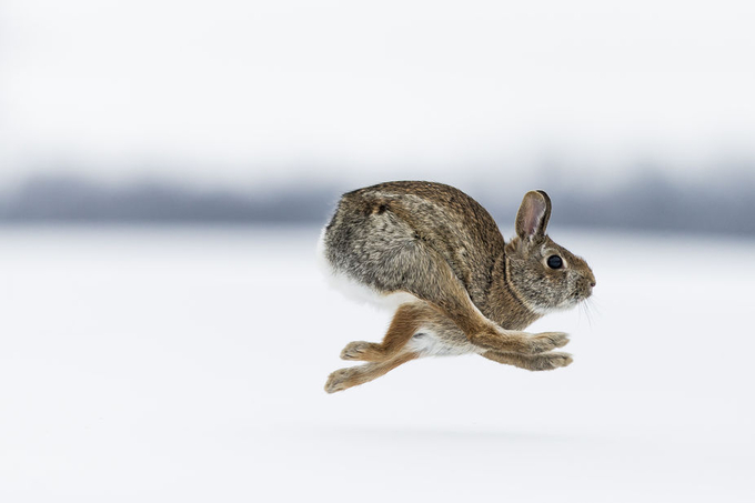 Rabbit Run by JustinRussoPhotography