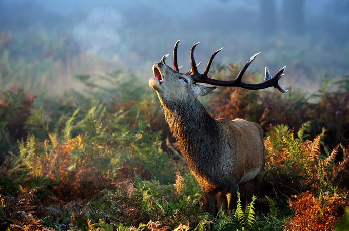 Autumn by bridgephotography - 500 Animal Horns Photo Contest