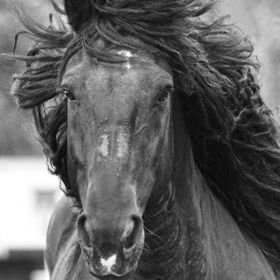 horsephoto avatar