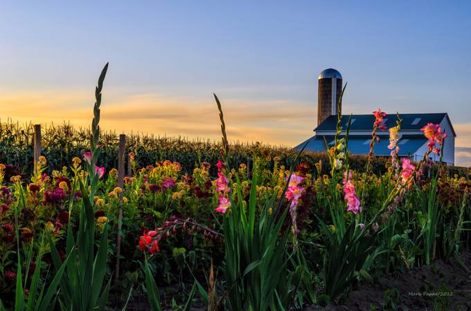 Flower farm by markpapke - City or Country Photo Contest