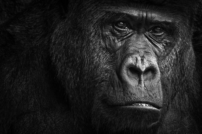 Lowland Gorilla by heathermcfw - Animal Eyes Photo Contest