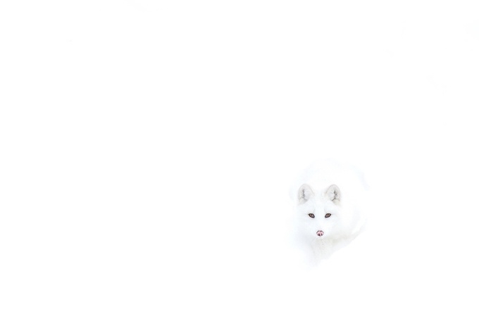 Arctic Fox by JimCumming - Composing with Negative Space Photo Contest