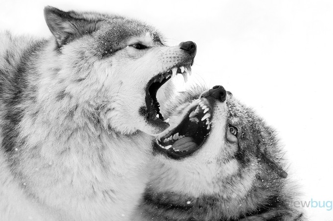 Christmas Howlers - Timber Wolf by JimCumming - 1000 Teeth Photo Contest