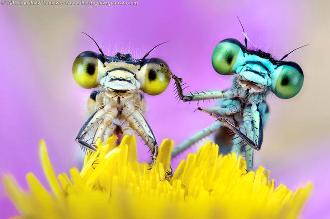 Happy damselfly by albertoghizzipanizza - Year In Review Photo Contest 2013