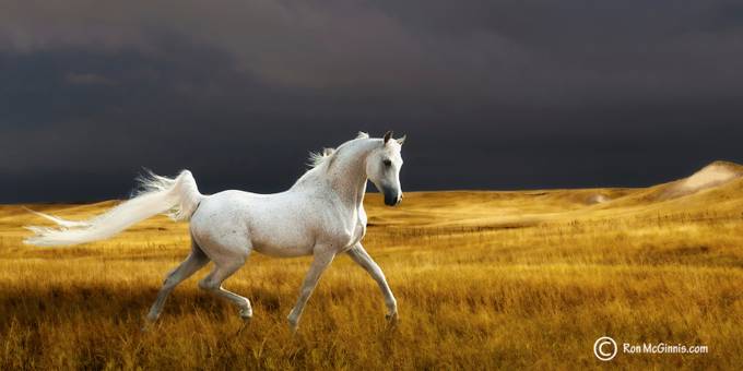 Prince of the Plains by ronmcginnis - The Power and Grace of Horses Photo Contest