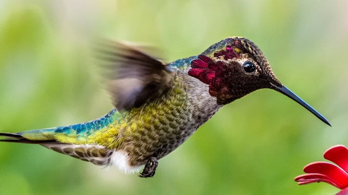 Anna Hummingbird by JoeS - 500 Hummingbirds Photo Contest