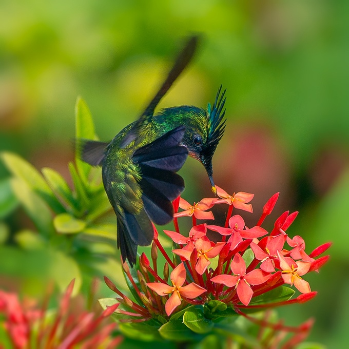 hummingbird by tranini