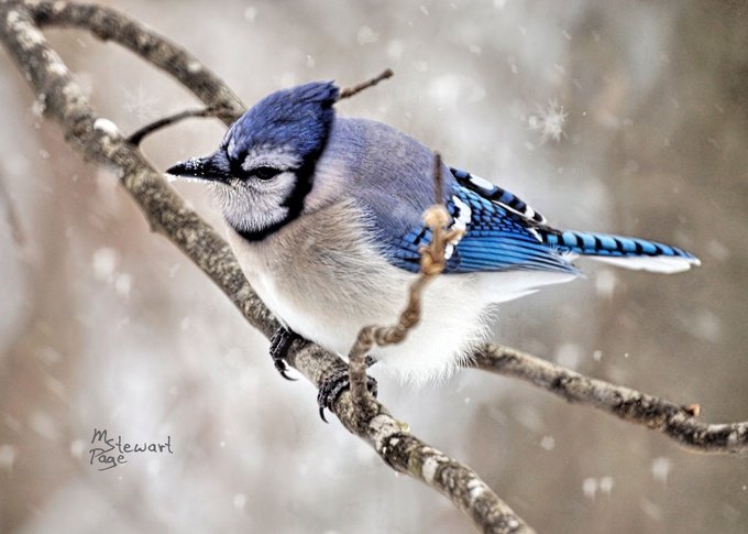 "Winter Jay" by Melinda_Stewart_Page - Snowflakes Photo Contest