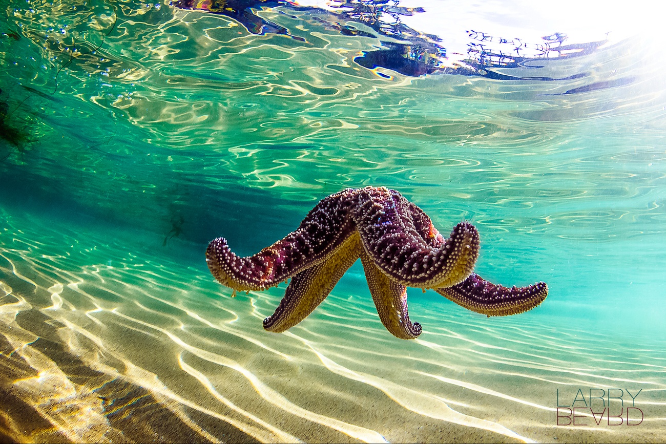 Underwater Moments Photo Contest Winner