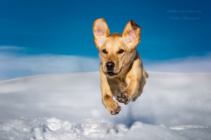 I believe I can fly! by CreativeArtView - dogs vs cats Photo Contest