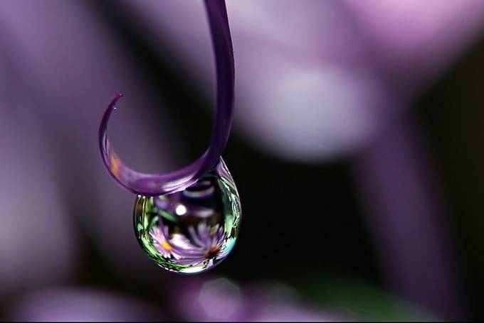 Asters by michellewermuth - Macro Water Drops Photo Contest