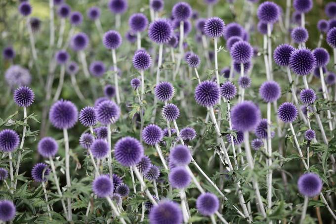 Globe thistles by SecaBlue - Patterns In Nature Photo Contest