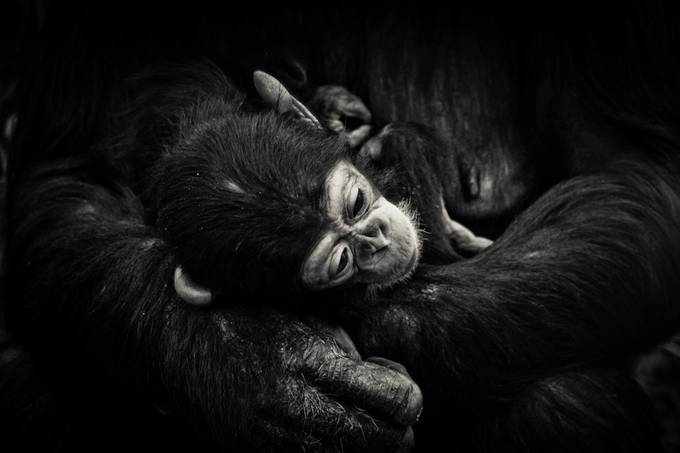 Hold by adelecarne - Monkey Business Photo Contest