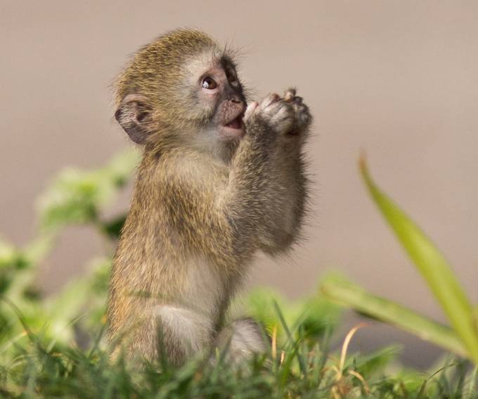 Baby Vervet Monkey by pattack