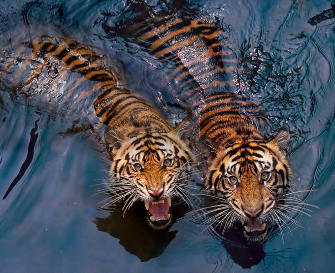tiger couple by robertelwancinega - Big Cats Photo Contest