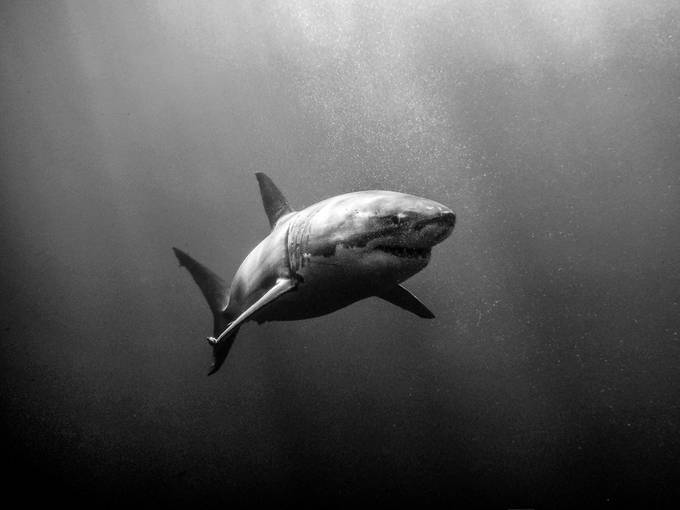 Great White Shark by zachparkerimages - Animals In Black And White Photo Contest