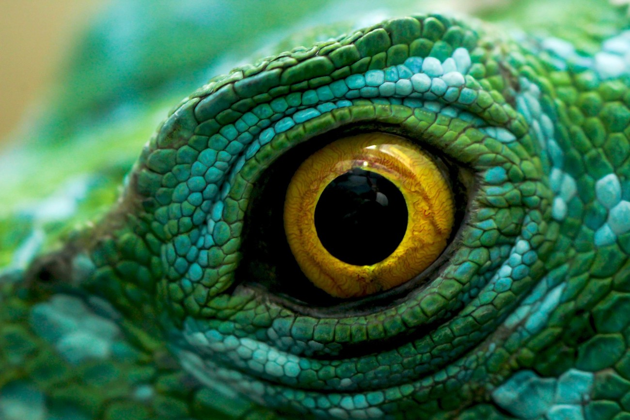 45+ Must-See Images Of Animal Eyes: Photo Contest Finalists