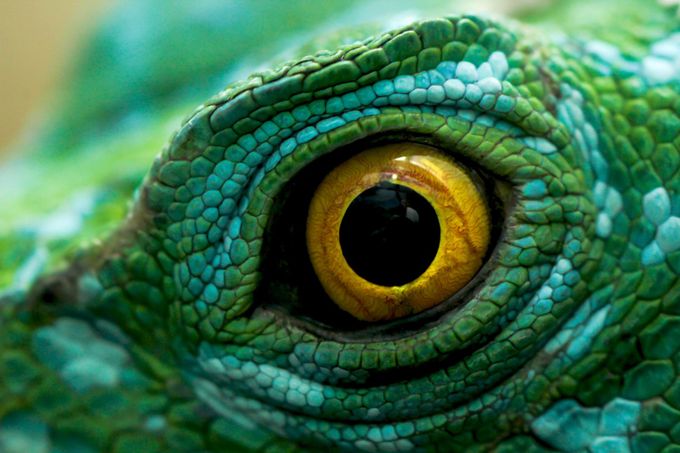 The eye of the Jesus Christ lizard by abigailshirley - Animal Eyes Photo Contest